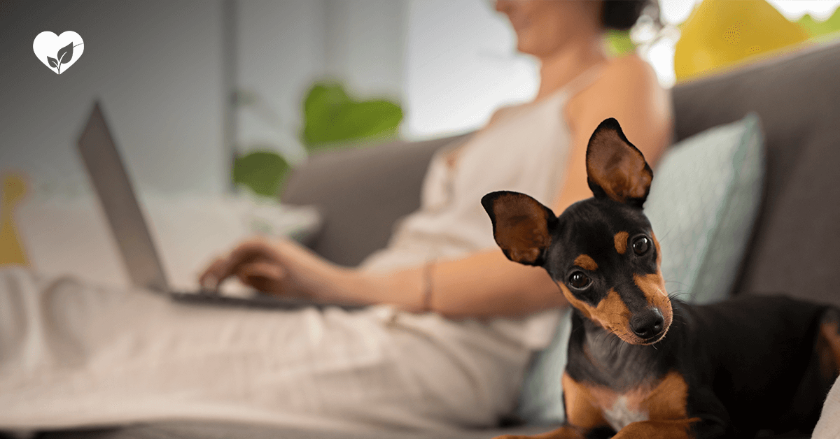 Virtual Vet Care Hygiene Service